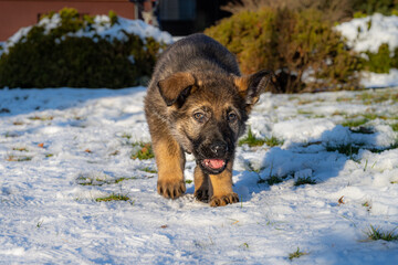 A nine weeks old German Shepherd puppy is looking straight into the camera. Snow in the background