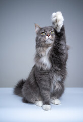 Fototapeta premium studio shot of playful blue tabby maine coon cat raising paw reaching up looking at camera