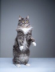 studio shot of a curious gray white maine coon cat rearing up standing on hind legs looking away with copy space