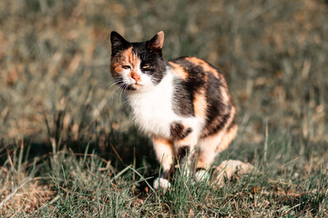 Naklejka na ściany i meble A sad homeless cat sits on the grass. Concept of protection of animals