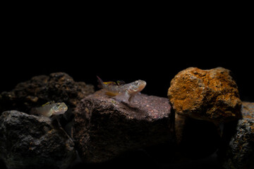 Freshwater Goby fish on rock underwater. Soft focus macro photography , motion blur image 