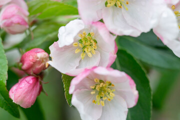 Blossom of the apple tree flowers in the spring