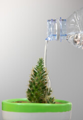 Care Of New Life concept - Watering Young Plant - A tropical cactus