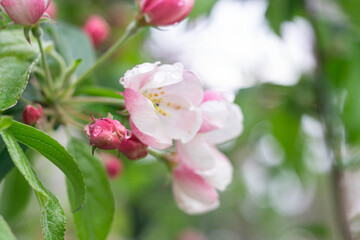 Fototapeta na wymiar Blossom of the apple tree flowers in the spring