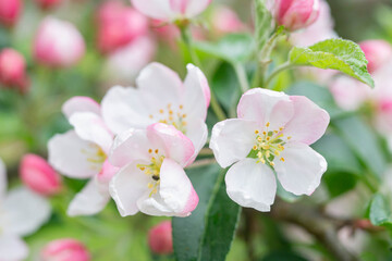 Obraz na płótnie Canvas Blossom of the apple tree flowers in the spring