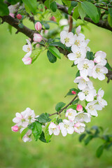 Blossom of the apple tree flowers in the spring