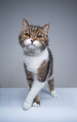 studio shot of a tabby white british shorthair cat walking looking at camera with copy space