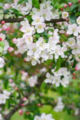 Blossom of the apple tree flowers in the spring