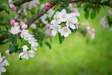 Blossom of the apple tree flowers in the spring
