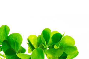 green clover leaves isolated on white background. St.Patrick 's Day