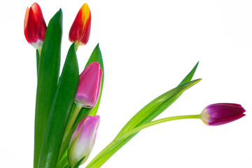 Obraz premium spring colorful flowers tulips. floral collection.