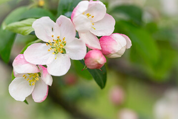 Blossom of the apple tree flowers in the spring