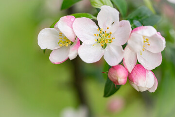 Blossom of the apple tree flowers in the spring