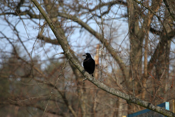 magpie sitting on a tree branch