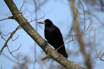 magpie sitting on a tree branch