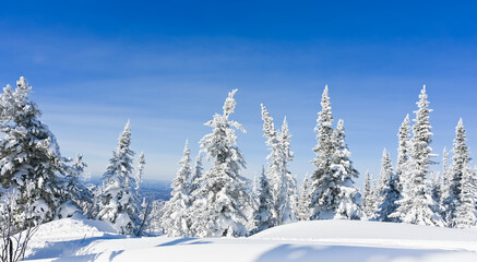 Fototapeta na wymiar snow-covered trees in winter landscape