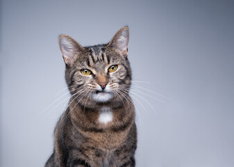 studio portrait of a tabby shorthair cat with snaggletooth on gray background with copy space
