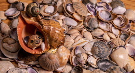 Sea shells background. top view. general plan. color