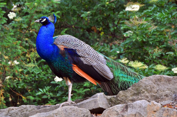 Obraz premium Peacock bypasses his domain
