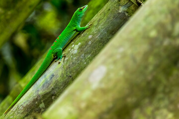 Madagascar Taggecko