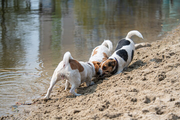 Nice jack russell terrier dog playing on the sand. Nature and pets 