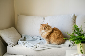 Red-haired cat sitting on sofa at home. Comfort home zone