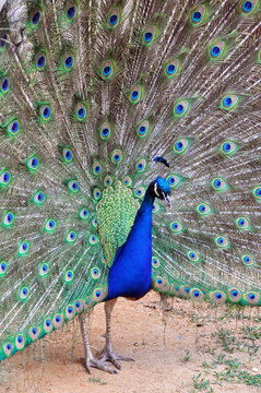 Handsome peacock spread his tail and poses in front of the camera