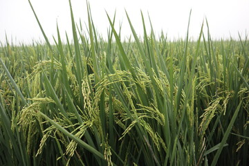 Fresh Green Rice Plants, Oryza Sativa or Asian Rice