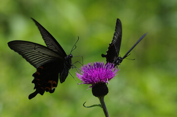 クロアゲハ（Papilio protenor）とカラスアゲハ（Papilio dehaanii）