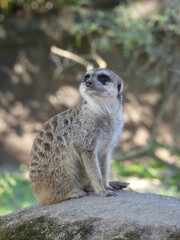 Naklejka na ściany i meble Meerkat on the lookout on a rock in Africa