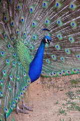 Obraz premium Handsome peacock spread his tail and poses in front of the camera