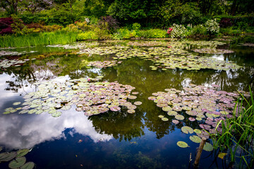 Pond, trees, and waterlilies in a french garden