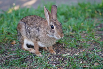 Texas wild cottontail rabbit