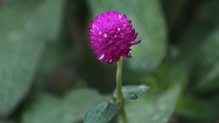 The round pink flower of a Common globe amaranth plant growing in a garden. Gomphrena globosa