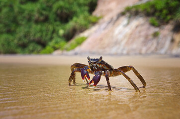Close up of a crab in the sand. Beach life. Sea animal. Sunny day on the beach.