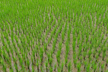 Top view of rice field. Rice plants growing in the ground. Green plants. Agriculture in Indonesia.