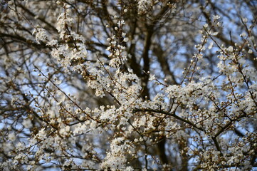 White cherry blossom in spring. Background of beautiful white cherry blossom. Cherry tree in white flowers. Blurring background.