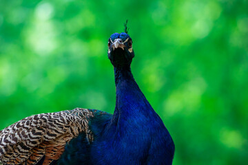 Obraz premium Close up view of The African peacock, a large and brightly bird.