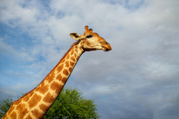 Wild african life. A large common South African giraffe on the summer blue sky.