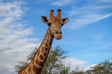 Wild african life. A large common South African giraffe on the summer blue sky.