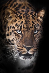 Severe serious muzzle of a leopard half-turned looks at you close-up from the night darkness