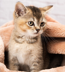 Fototapeta premium portrait of a kitten scottish chinchilla straight sitting in a blanket