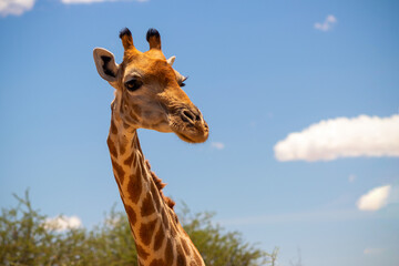 Wild african life. A large common South African giraffe on the summer blue sky.