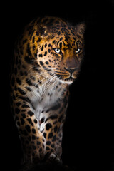 Fototapeta na wymiar Leopard with bluish green glowing eyes confidently and suddenly emerges from the darkness of the night, portrait with legs