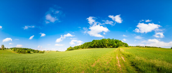 Sunny summer landscape with green field