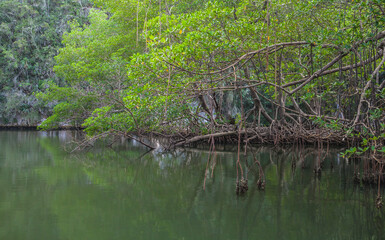 Mangrove trees growing in water. Samana, Dominican Republic