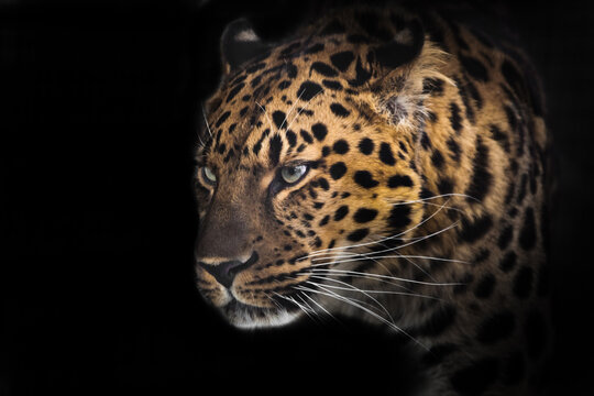 Muzzle of a Far Eastern leopard in profile in the dark, isolated