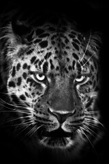 Fototapeta na wymiar Brutal black and white photo of a leopard face with a stern look close-up