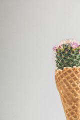 Cactus in the ice cream waffle horn. Creative concept. Minimalism. Food art concept ice cream 