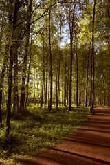 Fototapeta premium forest